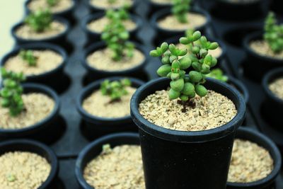 High angle view of plants