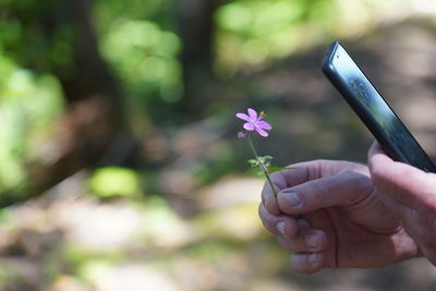 Close-up of smartphone photographing hand holding purple flowering plant in tenerife, canary islands 