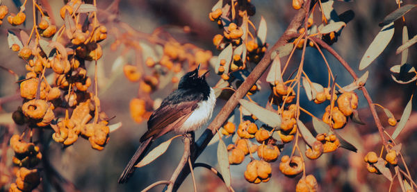 Close-up of bird perching on flower