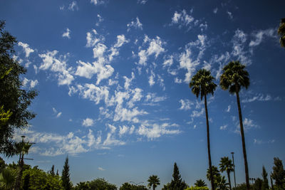 Low angle view of palm trees against sky