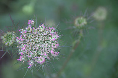 Close-up of purple flowering plant