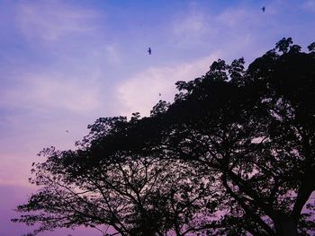 Low angle view of trees against sky