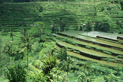 High angle view of agricultural field