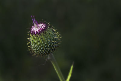 Close-up of thistle bud growing outdoors