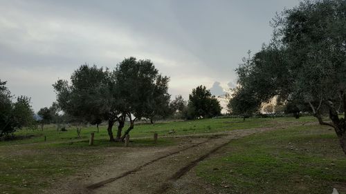 Trees on landscape against sky