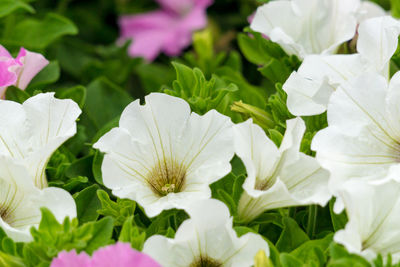 Close-up of white flowers blooming outdoors