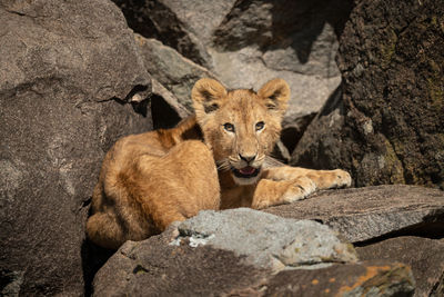 Lion cub lies on rocks opening mouth