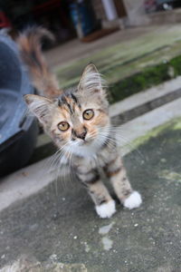 High angle view portrait of tabby cat on floor