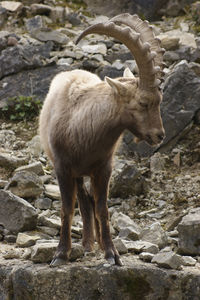 View of sheep standing on rock