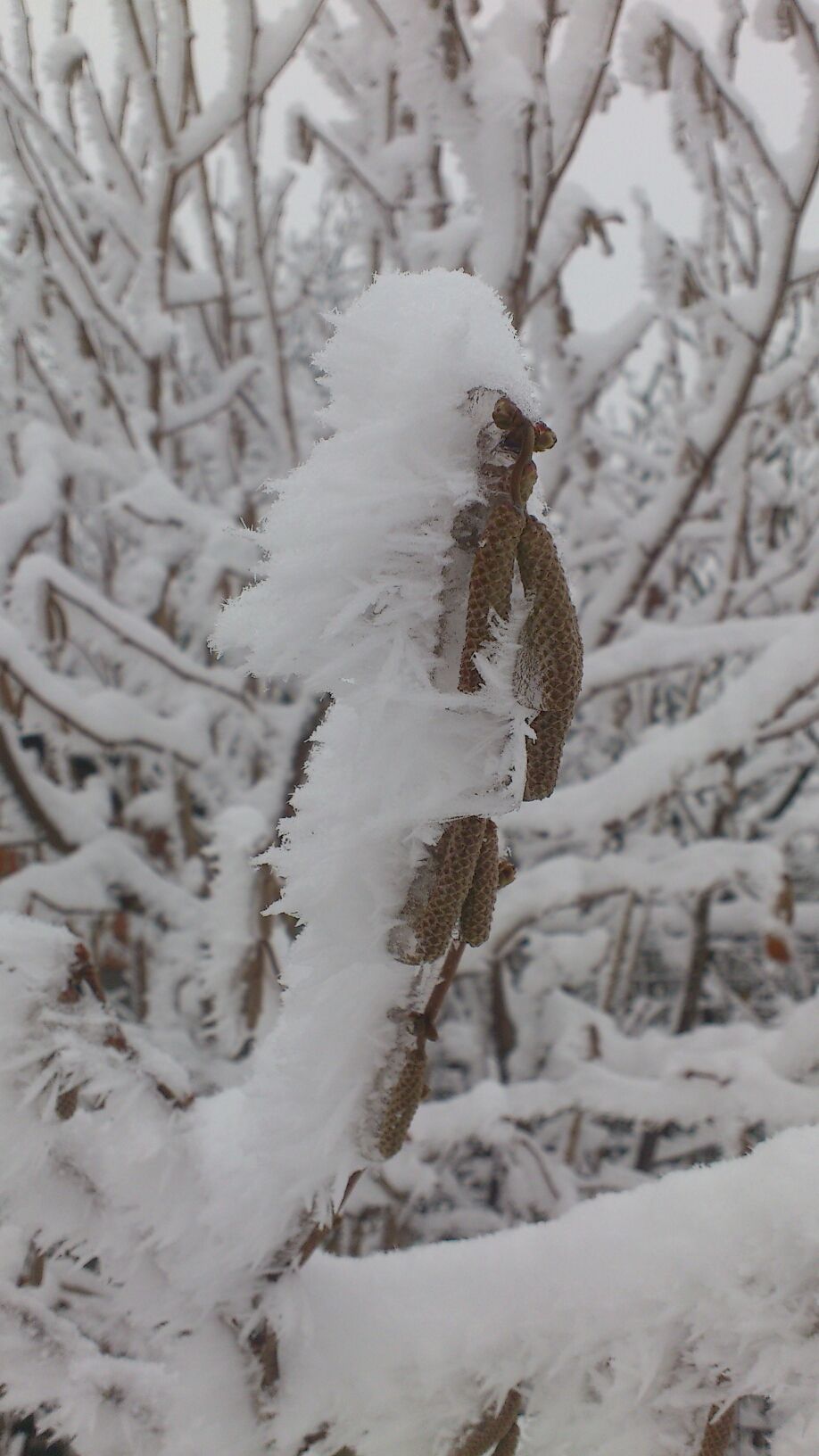 Frozen flowers