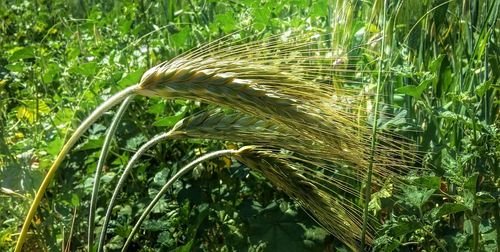 Plants growing in field