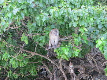 Portrait of monkey sitting on tree