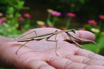 Close-up of hand holding insect