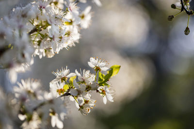 Close-up of white cherry blossoms in spring