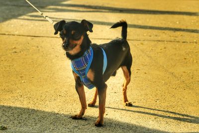 Dog standing outdoors