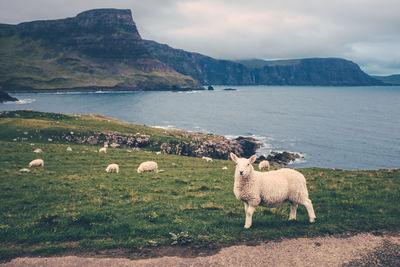 Sheep on landscape by sea against sky