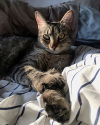 High angle view of cat resting on bed