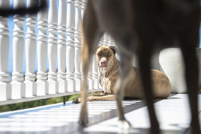 Dog sitting on floor