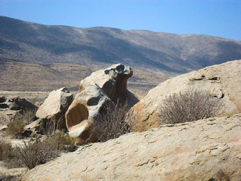 View of a horse on a mountain