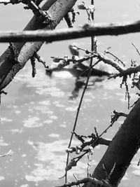 Close-up of snow on plant against sky