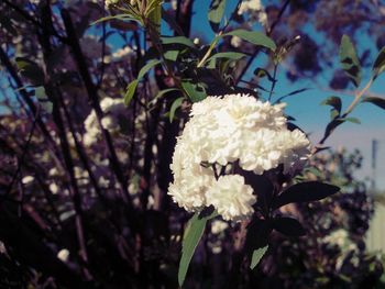 Close-up of white flowers