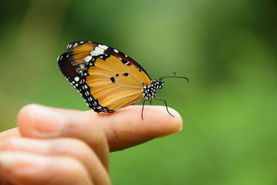 Close-up of butterfly on hand