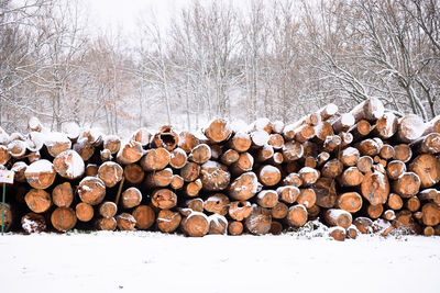 Stack of logs in forest during winter