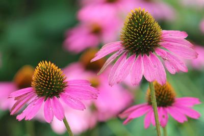 Close-up of purple coneflower blooming outdoors