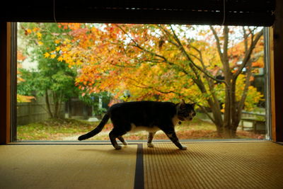 A tabby cat walking against the background of autumn leaves