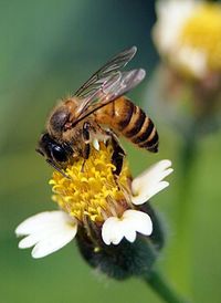Close-up of honey bee pollinating on white flower