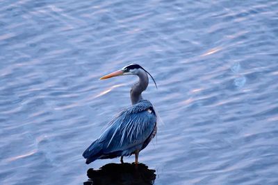 High angle view of gray heron perching on water