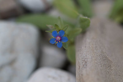 Close-up of purple flowering plant