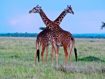 Giraffe on landscape against sky