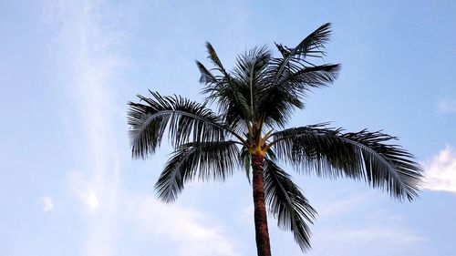 Low angle view of coconut palm tree against sky