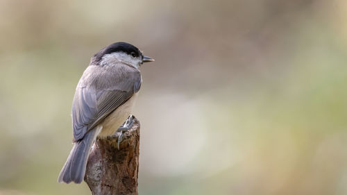 Close-up of bird perching on branch