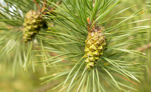 Close-up of pine cone