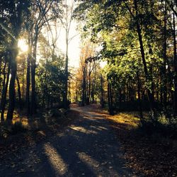 Road passing through forest