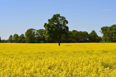 Scenic view of oilseed rape field against clear sky