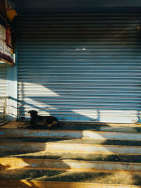 View of a dog sitting on the floor