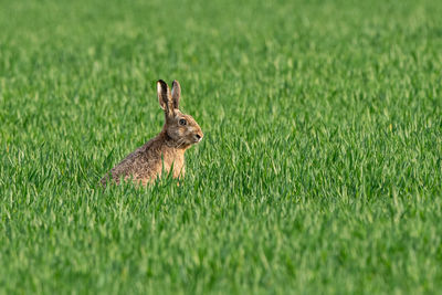 Portrait of rabbit on grassy field