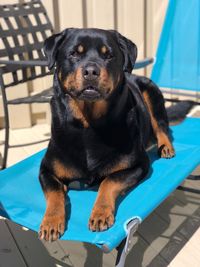 Portrait of black dog sitting on chair