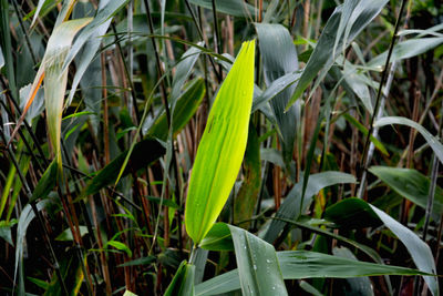 High angle view of plants growing on field
