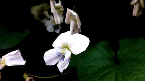 Close-up of white flowers blooming outdoors