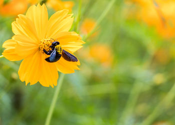 Close-up of bee pollinating on yellow flower