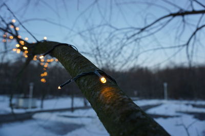 Close-up of frozen bare tree during winter