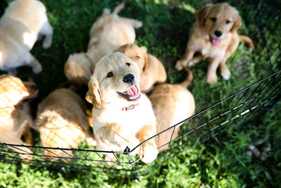 Close-up of golden retriever puppies