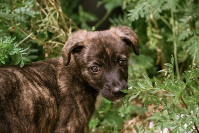 Portrait of a dog on field