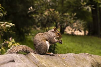 Squirrel sitting on rock