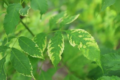 leaf