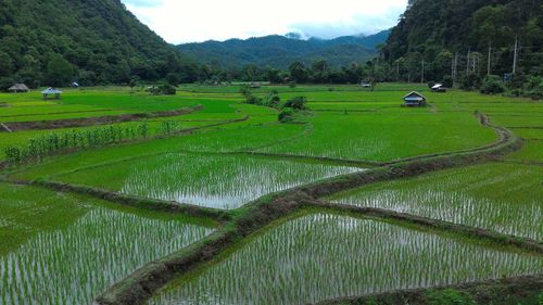 Scenic view of rice field against sky